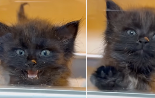 Montana Le Kitteh, Miss Dixie’s Kitten Rescue, kitten with creaky voice inside cozy incubator after rescue in Seneca, South Carolina, Mary, foster kittens, For the Love of Kitten Rescue