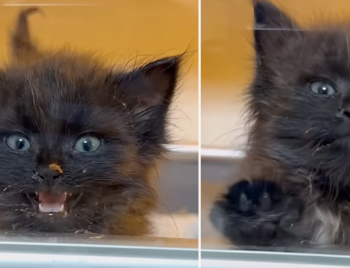 ‘You Will Pay!’ Protests Rageful Kitten with Raspy Voice From Inside a Warm, Cozy Incubator