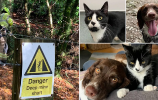 Calweton Veterinary Group/CornwallLive, Daisy and Mowgli, the cat saved from a mineshaft, Cornwall, UK