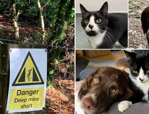 Cat Survives Fall 100 Ft Down Mineshaft Unharmed Thanks to Rescuers and Protective Family Dog