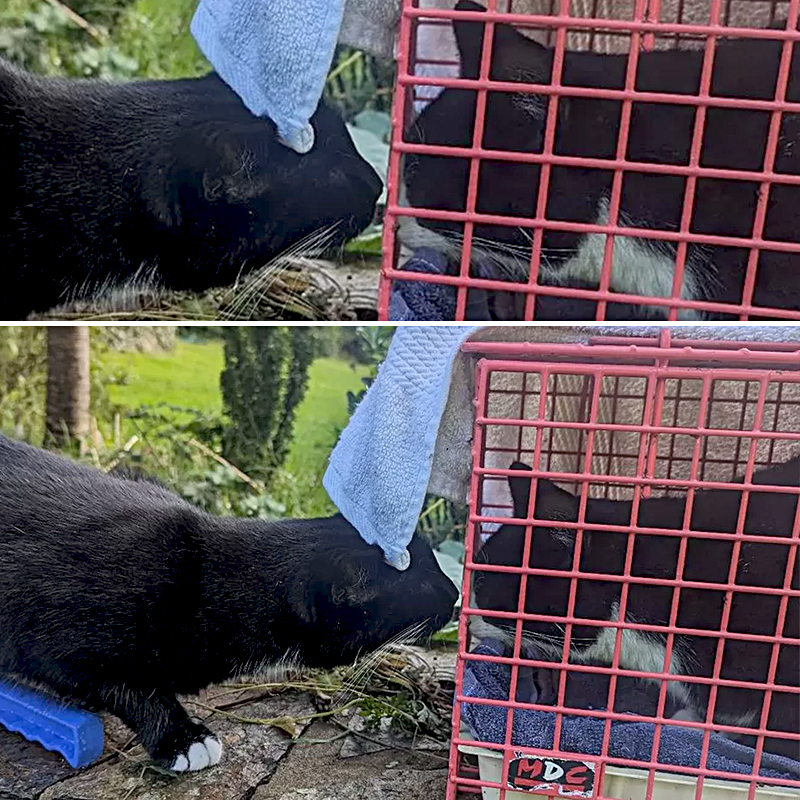 Baloo the tuxie greets Mowgli saved from the mineshaft in Cornwall, Michele Rose