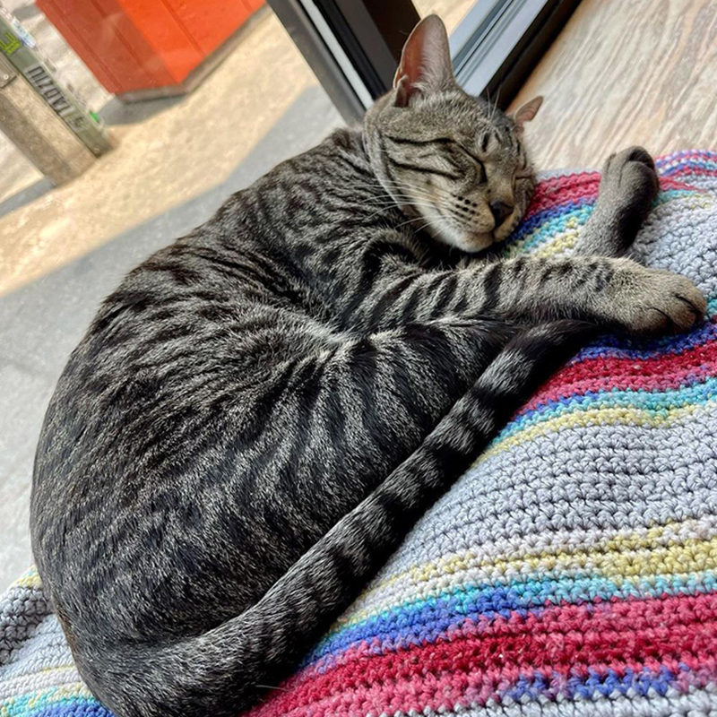 Mike at the Sip & Purr Cat Cafe in Milwaukee