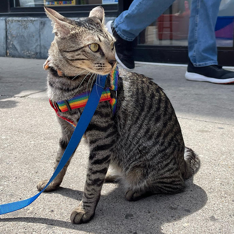 Muscat Mike at Sir & Purr Cat Cafe in Milwaukee, 2