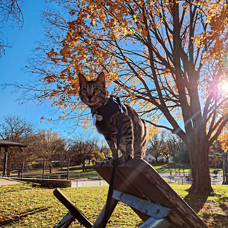 Muscat Mike from Oman climbs on a piece of wood in the park on a fall day