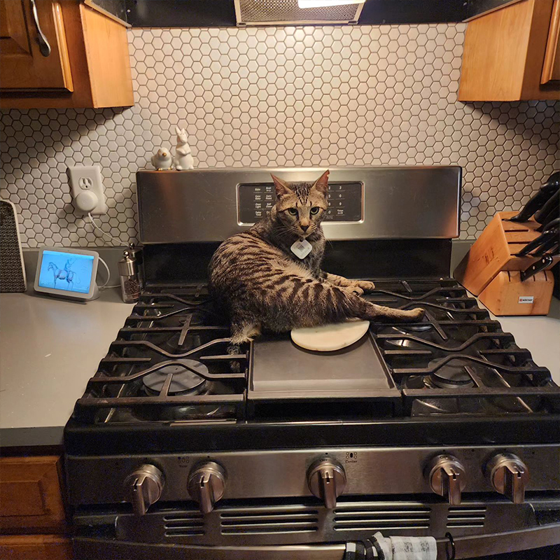 Tabby cat sits on the stove in his home to get warm, Street Cats of Oman, Muscat