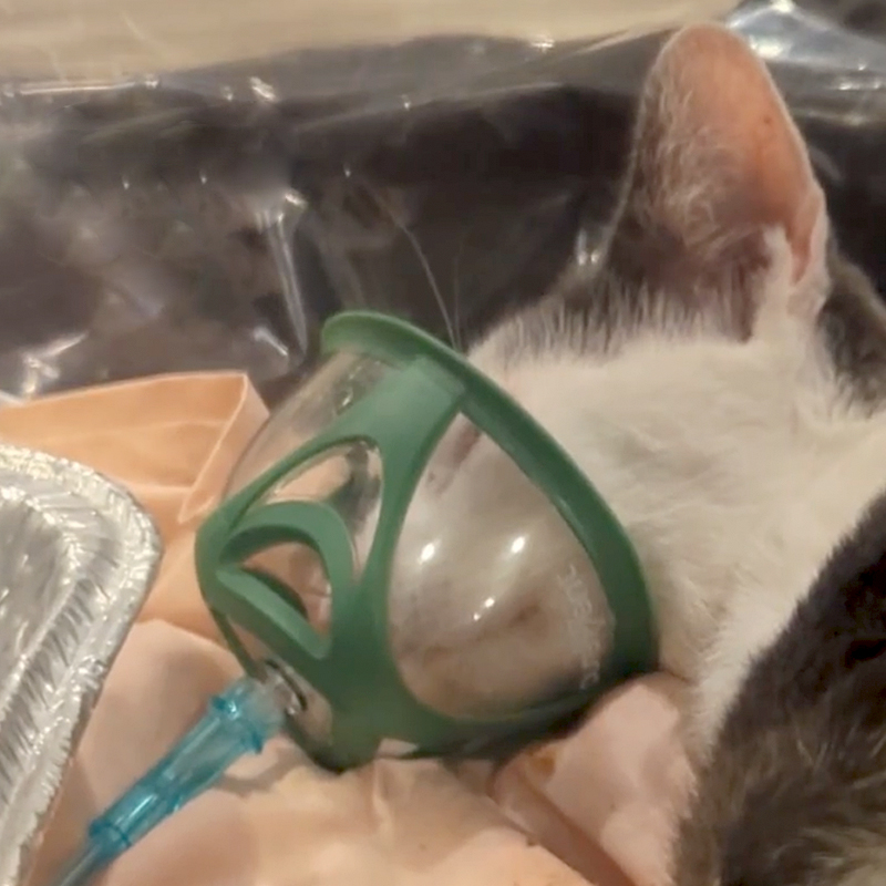 Oxygen tent for cat named Sally, Meow Parlour, Manhattan