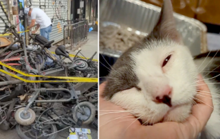 Sally, ebike fire, e-bike fire, lithium battery fire, Manhattan, Meow Parlour, rescued cat, Christina Ha, Simon Tung