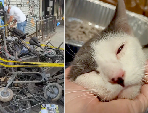 Strangers Stop to Save Struggling Cat After an E-Bike Fire