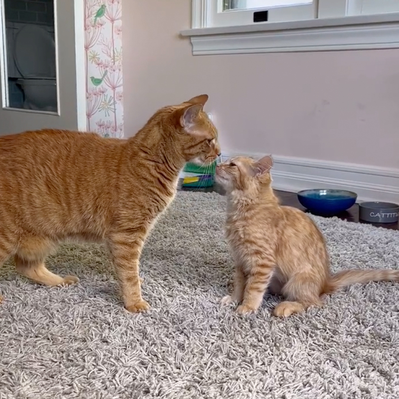 Sonny meets the foster kitten