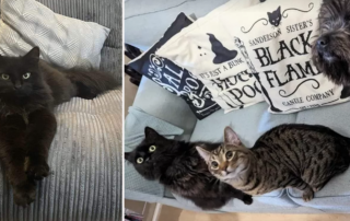 Bar Hill, Cambridge, UK, reunion for Stark or Starky the black cat after he spent months missing in London, Celia Hammond Animal Trust, England, microchip, Ashleigh Archer