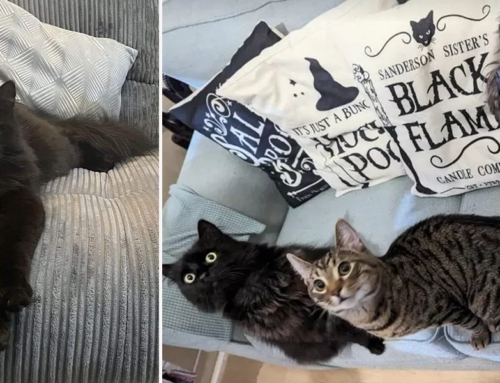 Black Cats Mysterious Adventures 60 Miles From Home in London, End With the Happiest Reunion