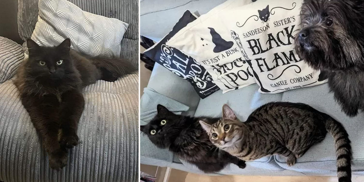 Bar Hill, Cambridge, UK, reunion for Stark or Starky the black cat after he spent months missing in London, Celia Hammond Animal Trust, England, microchip, Ashleigh Archer