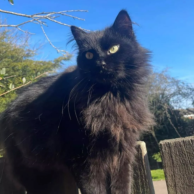 Stark the beautiful black cat outside at home in Bar Hill, Cambridgeshire, UK