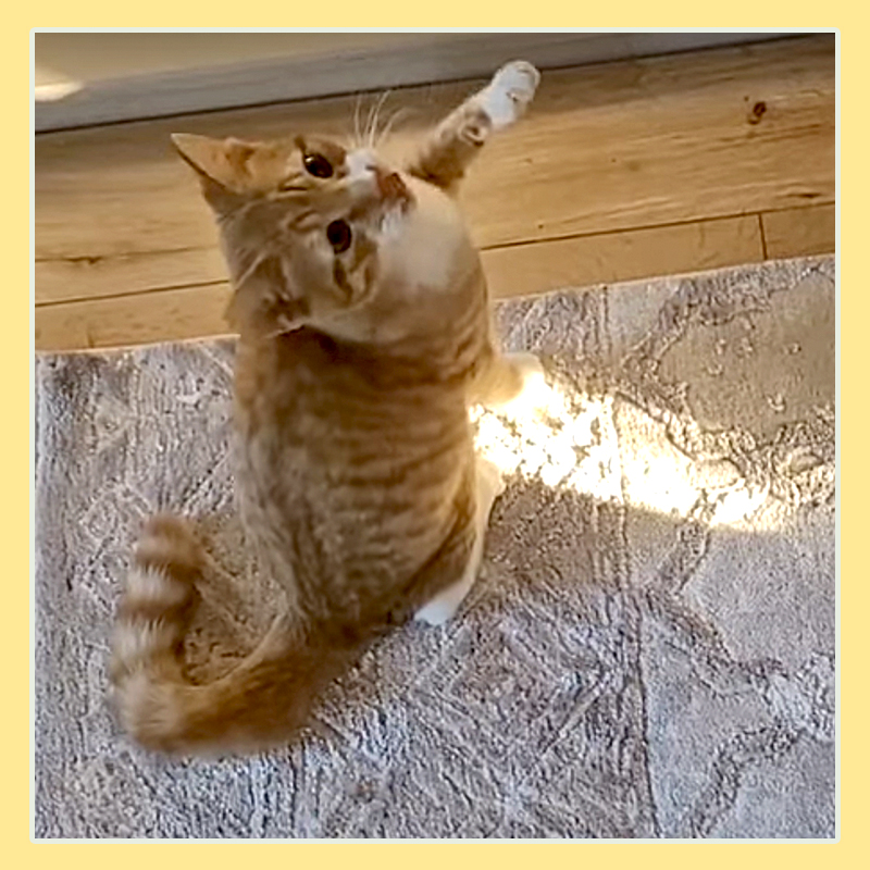 Tango the cat from the UK tries to catch a sunbeam, sunshine