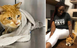 Chapo the friendly orange cat from the streets of Philadelphia overcomes pneumonia with The Black Thornberry rescue, Nina Love, Cats in Bloom cat café in Bloomsburg