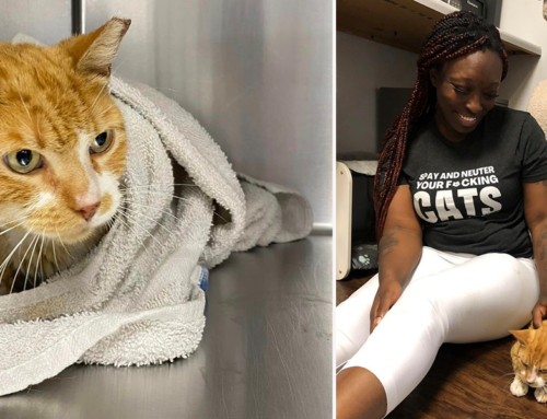 Friendly ‘Chapo’ the Cat Survives the Philly Streets and Pneumonia All Because ‘Love’ Showed Up