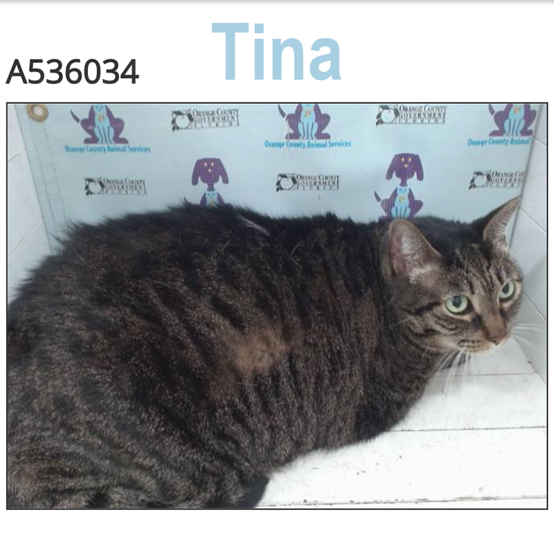 Tina the cat in her 'mug shot' for Orange County Animal Services, A536034