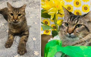 Wallaby, Rescue Pets of Florida, rescued cat pulled from euthanasia list with fractured pelvis, rescued cat
