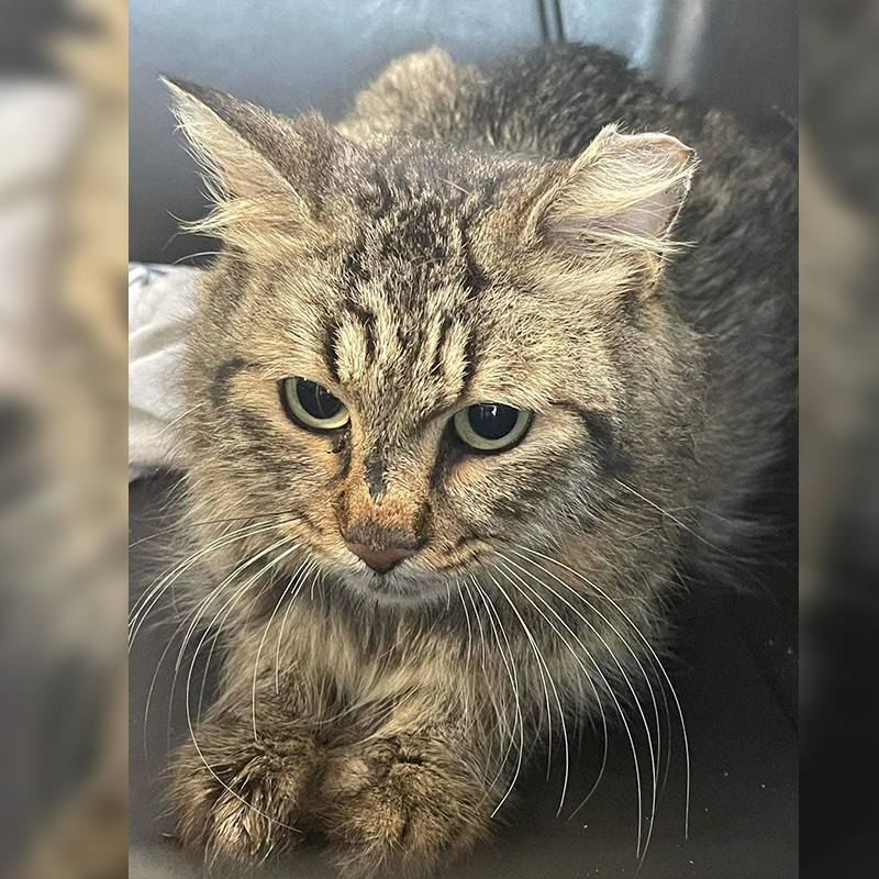 Wallaby the rescued tabby in the Tampa area