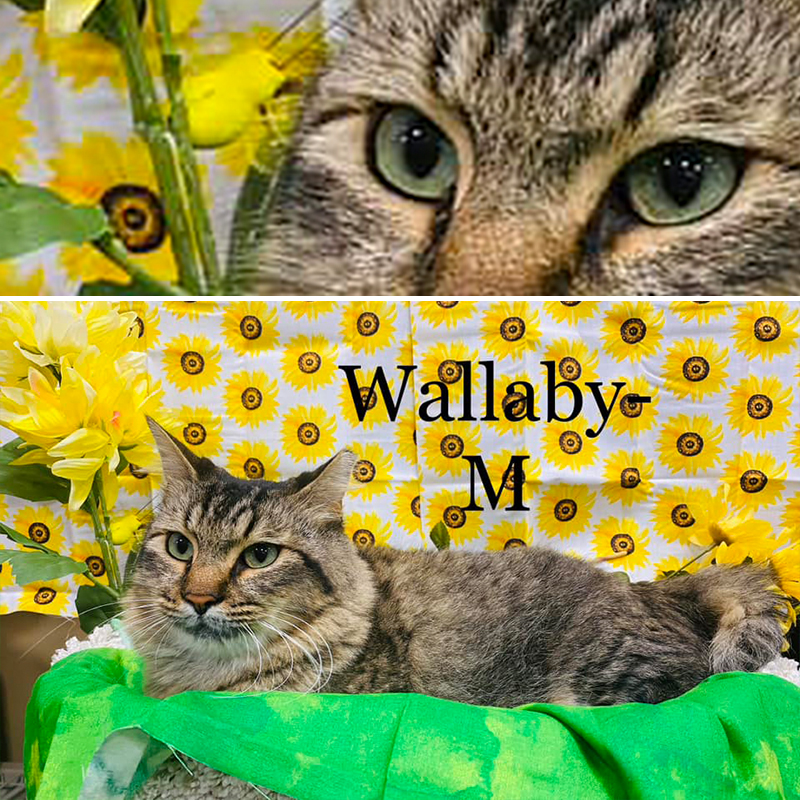 Wallaby goes to the pet store adoption center for National Adoption Week in Florida