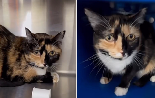 Orange County Animal Services, Albert Harris Photography, Kora, Wallflower cat, shy cat, rescued calico cat, Florida