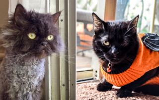 Batgirl and Football Head the rescued cats from Norristown, Pennsylvania, City of Elderly Love in Philly, Kitty Rescue of Philadelphia, House panther, blind cats