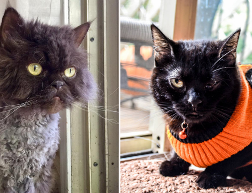 Batgirl, the One-Eyed House Panther, Makes Each Day Great with Her Quirky Furriends