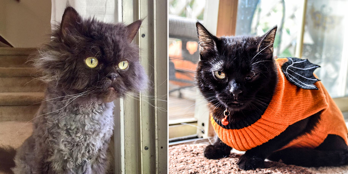 Batgirl and Football Head the rescued cats from Norristown, Pennsylvania, City of Elderly Love in Philly, Kitty Rescue of Philadelphia, House panther, blind cats