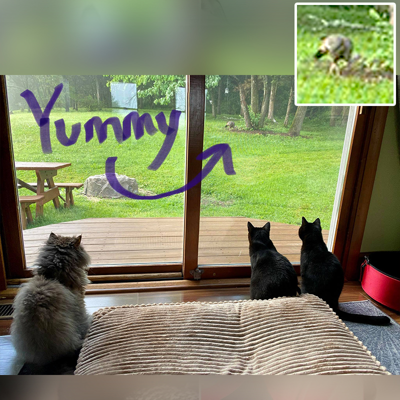 Cats looking out the window, Bird TV, turkey watching, Pennsylvania