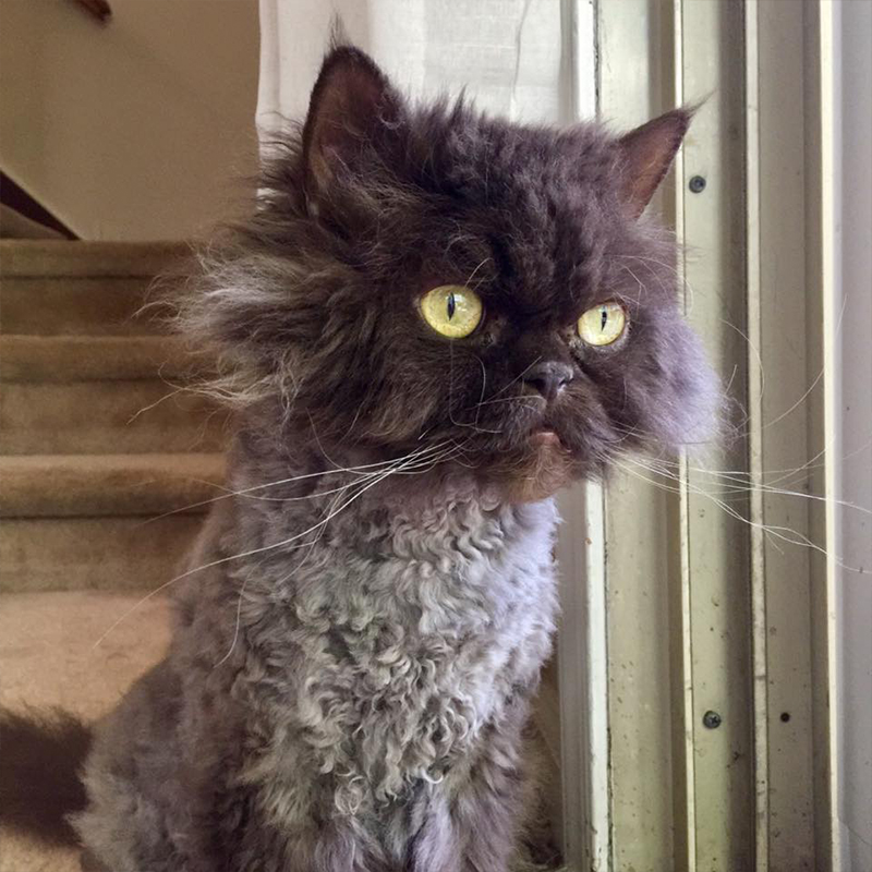Shaved Persian rescued cat Football Head