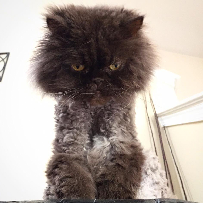 Football Head the fluffy cranky rescued cat in Pennsylvania