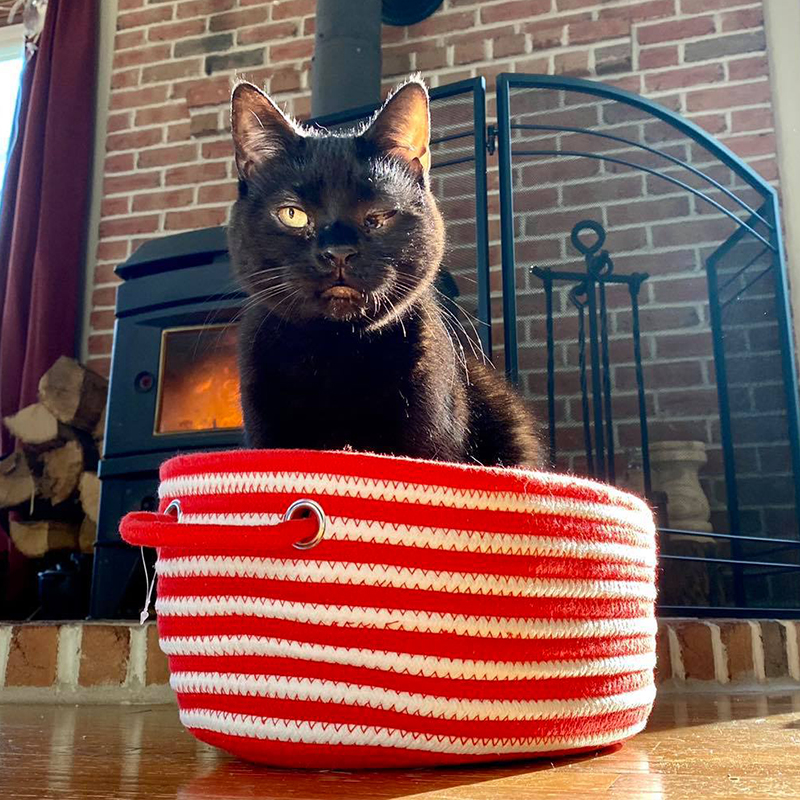 Batgirl sits in a small striped basket by the wood stove in Norristown, PA