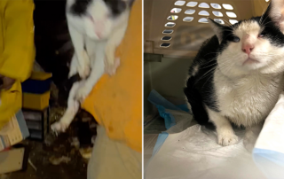 Brian the blind cat survives a house fire in Newark, New Jersey, Halfway Home Animal Rescue Team, Oakland, CUDDLY