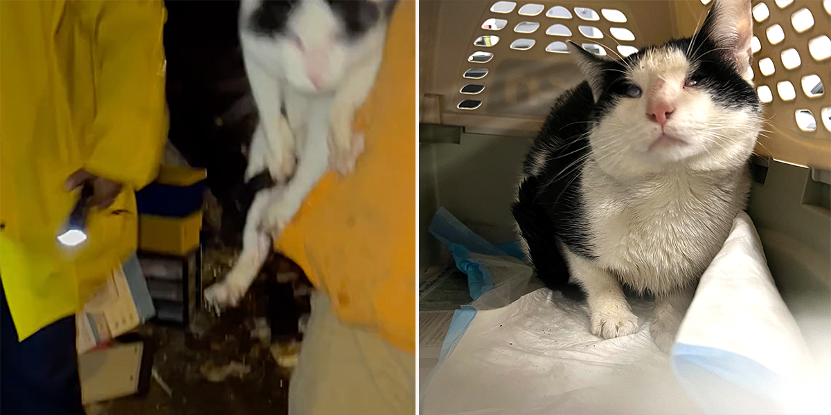 Brian the blind cat survives a house fire in Newark, New Jersey, Halfway Home Animal Rescue Team, Oakland, CUDDLY