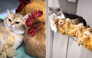 Cat with chicks, eggs, and chickens, cat's diary, cat hatches chicken eggs, chicks and cats, Easter