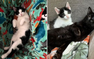 Willy Wonky and Charlie Bucket, rescued cats with cerebellar hypoplasia or CH, Kansas City, Missouri, Mandy Morris