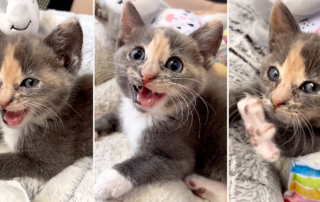 Daisy, Dilute Calico, Frankie's Fosters, Best Friends Los Angeles, montage of mews, cute kittens, fostering, Panleuk survivor