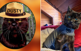 Dusty the Campfire Cat, Paradise, California, wildfires, Rescued cat, FieldHaven Research Center, Elizabeth Whitener, Rhode Island, fire cat, Feline Hyperesthesia Syndrome or Twitchy Cat Syndrome