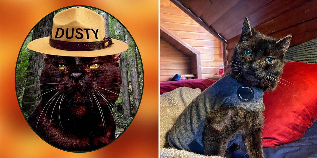 Dusty the Campfire Cat, Paradise, California, wildfires, Rescued cat, FieldHaven Research Center, Elizabeth Whitener, Rhode Island, fire cat, Feline Hyperesthesia Syndrome or Twitchy Cat Syndrome