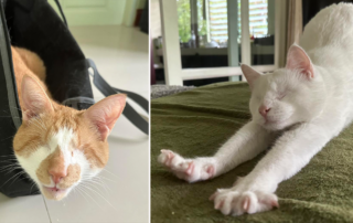Fig and Lychee, Sabrina Aeluro, Seattle, Thailand, blind cats, Kitizen Science, Honey Bee, blind and deaf cat