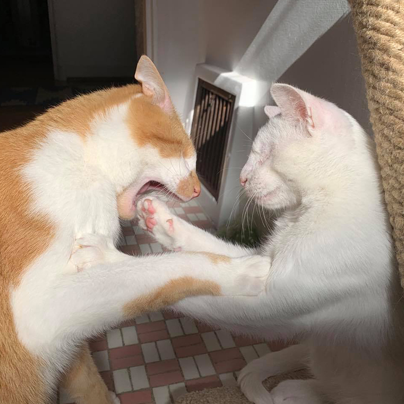 Fig and Lychee play fighting, blind cat, blind and deaf cat
