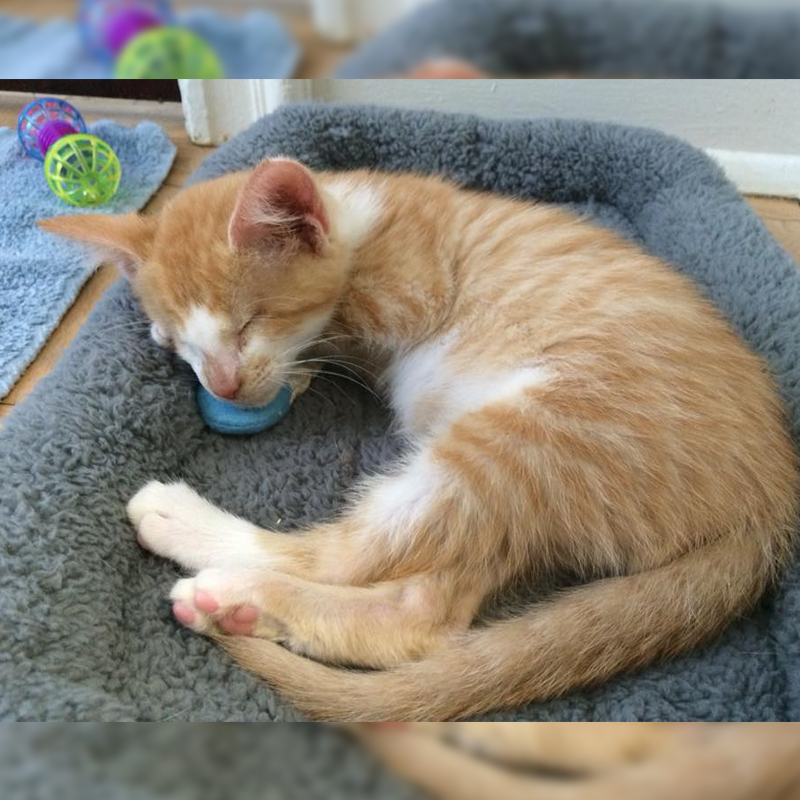 Blind kitten Fig laying on a cat bed
