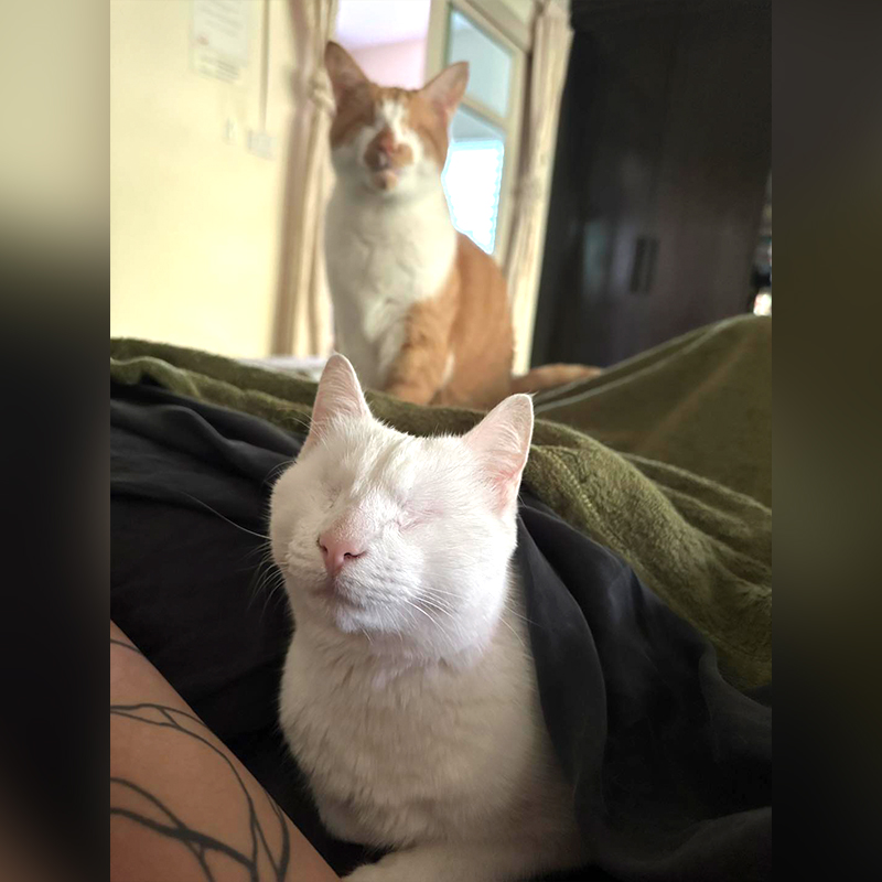 Fig and Lychee together, blind cat, blind and deaf cat