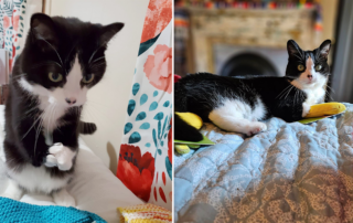 Keebo, the Awesome Mini Kitty, Radial aplasia, shelter kitten, Piqua, Ohio, Carol, Grammy Carol