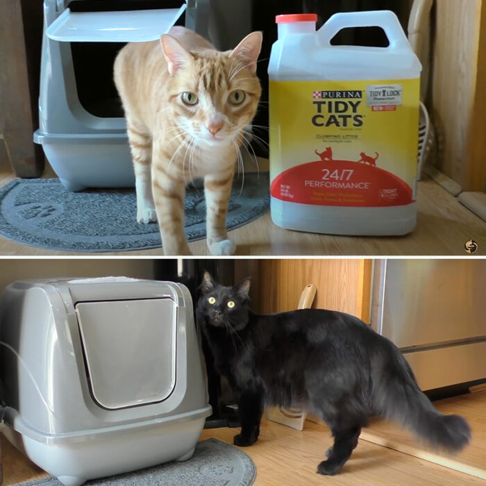 The Unexpected Invention and Hisstory of Kitty Litter