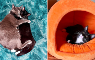 double adoptions, Milo and Ziggy cuddle on a blue blanket Love Your Feral Felines LYFF, San Diego, Nicole Brandsetter, San Diego