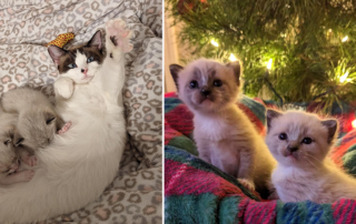 Best Friends Animal Society, Arkansas, Mistletoe the mama cat gives birth to Holly, Fir, and Fraser the kittens, adopted, middle Arkansas, Christmas, Holidays