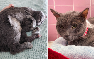 Mykonos the 6-year-old grey cat saved through Cat Town in Oakland, hepatic lipidosis, fatty liver syndrome, California
