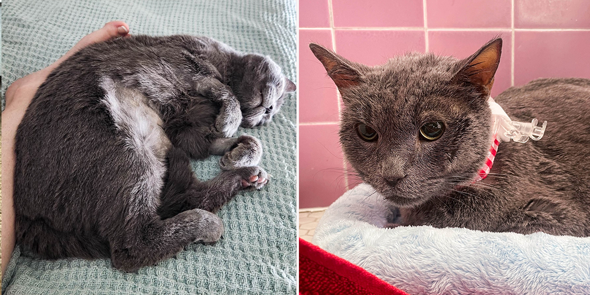 Mykonos the 6-year-old grey cat saved through Cat Town in Oakland, hepatic lipidosis, fatty liver syndrome, California