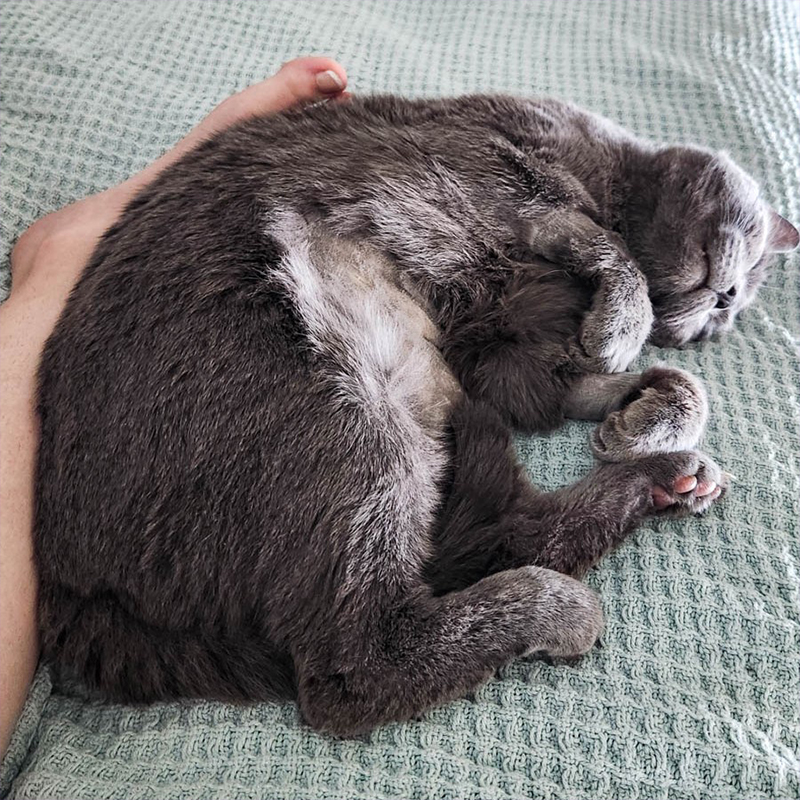 Cuddly grey rescued cat, Mykonos